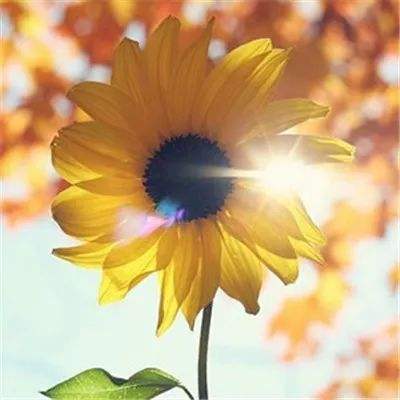 星空体育app下载下载手机版