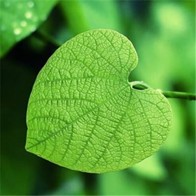 kok下载-登录入口